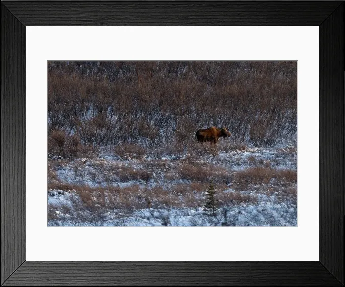 Framed Print : Sun shining on moose standing in snow and plants on a winter afternoon near Delta Junction, Alaska Framed Print : Sun shining on moose standing in snow and plants on a winter afternoon near Delta Junction, Alaska