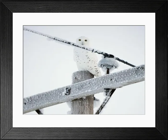 Framed Print : Majestic snowy owl perched on a frost covered utility pole in a winter landscape Framed Print : Majestic snowy owl perched on a frost covered utility pole in a winter landscape
