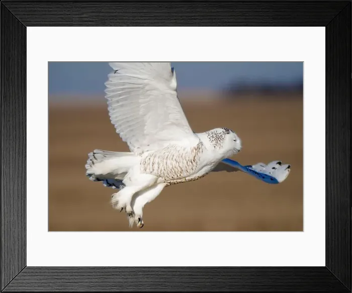 Framed Print : Snowy owl glides gracefully over an open field Framed Print : Snowy owl glides gracefully over an open field