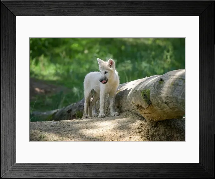 Framed Print : arctic wolf cub in the forest at spring in France Framed Print : arctic wolf cub in the forest at spring in France