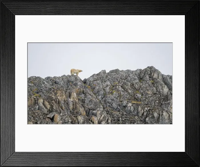 Framed Print : Polar bear (Ursus maritimus) on land in summer, Svalbard, Norway Framed Print : Polar bear (Ursus maritimus) on land in summer, Svalbard, Norway