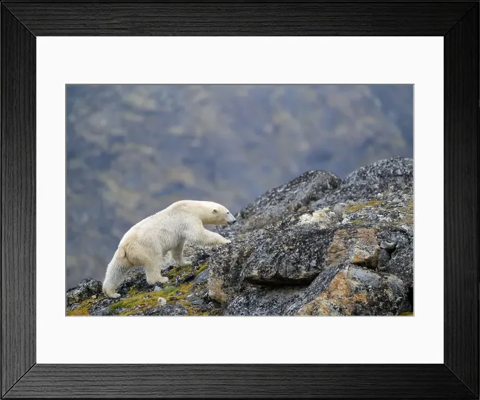 Framed Print : Polar bear (Ursus maritimus) on land in summer, Svalbard, Norway Framed Print : Polar bear (Ursus maritimus) on land in summer, Svalbard, Norway