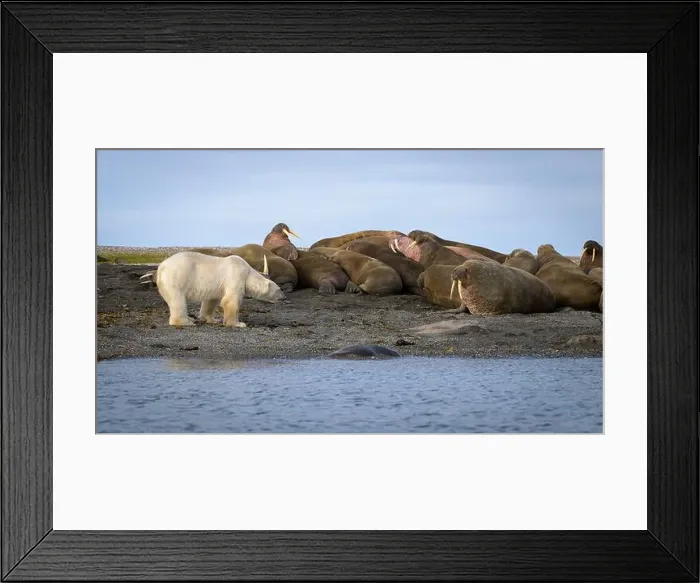 Framed Print : Polar bear and walruses on land, Svalbard, Norway Framed Print : Polar bear and walruses on land, Svalbard, Norway