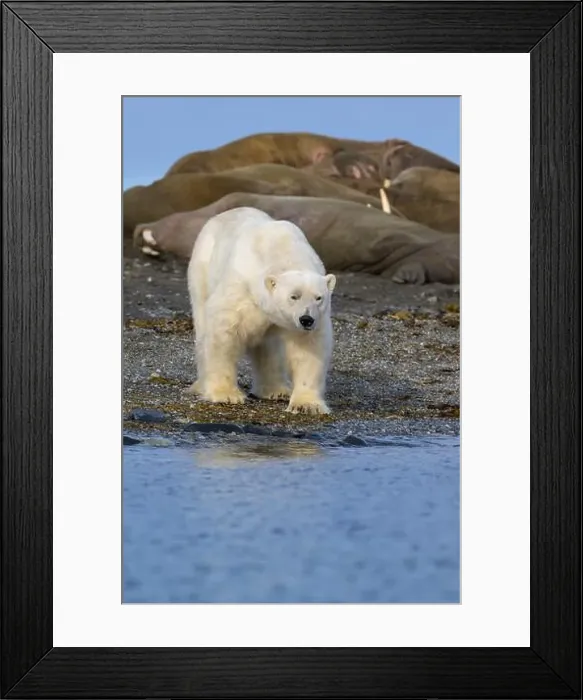 Framed Print : Polar bear and walruses on land, Svalbard, Norway Framed Print : Polar bear and walruses on land, Svalbard, Norway