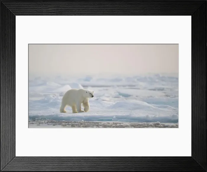 Framed Print : Polar bear (Ursus maritimus) on ice and snow, Svalbard, Norway Framed Print : Polar bear (Ursus maritimus) on ice and snow, Svalbard, Norway