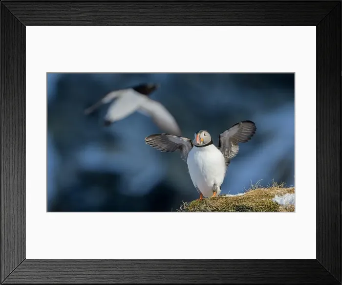 Framed Print : Atlantic puffin (Fratercula arctica) at Hornøya island, Norway Framed Print : Atlantic puffin (Fratercula arctica) at Hornøya island, Norway