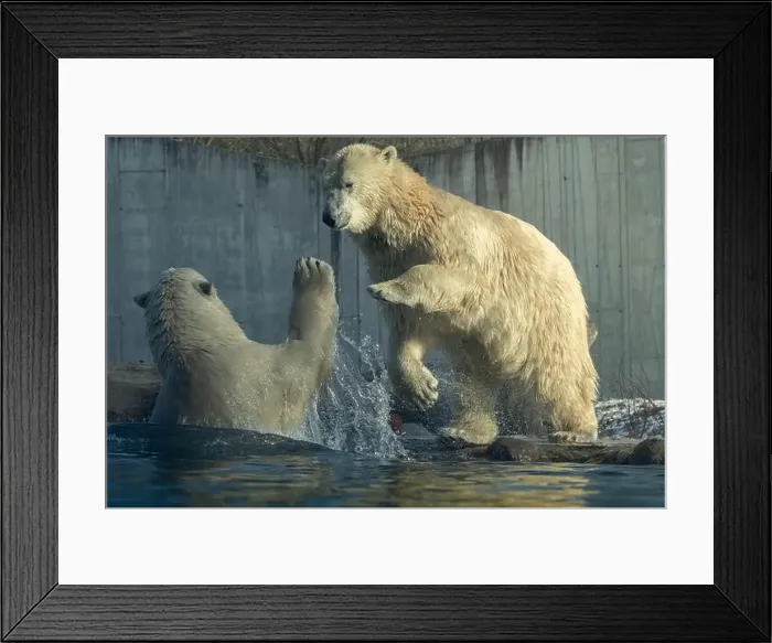 Framed Print : Two polar bear cubs playing together on zoo pool Framed Print : Two polar bear cubs playing together on zoo pool