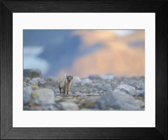Framed Print : Arctic fox (Alopex lagopus) in rocky landscape, Svalbard Framed Print : Arctic fox (Alopex lagopus) in rocky landscape, Svalbard