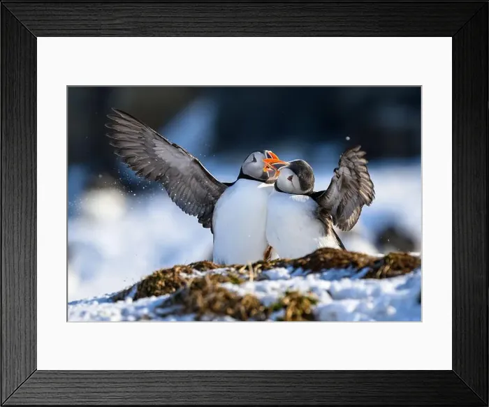 Framed Print : Atlantic puffin (Fratercula arctica) fighting in snow at Hornøya island, Norway Framed Print : Atlantic puffin (Fratercula arctica) fighting in snow at Hornøya island, Norway