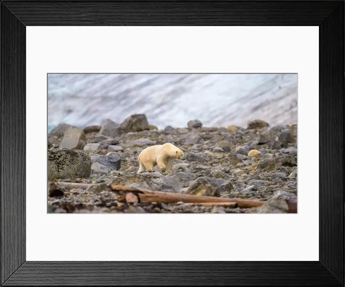 Framed Print : Polar bear (Ursus maritimus) on land in summer, Svalbard, Norway Framed Print : Polar bear (Ursus maritimus) on land in summer, Svalbard, Norway