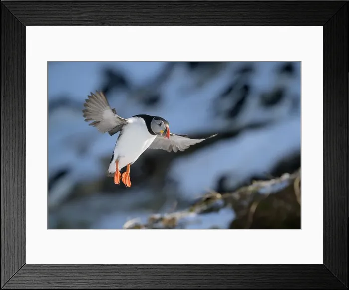 Framed Print : Atlantic puffin (Fratercula arctica) at Hornøya island, Norway Framed Print : Atlantic puffin (Fratercula arctica) at Hornøya island, Norway
