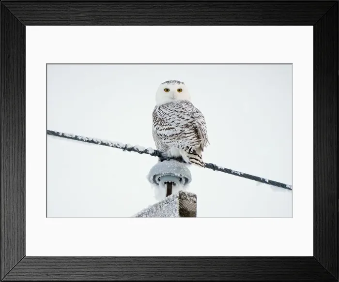 Framed Print : Majestic snowy owl perched on a snow-covered wire against a winter sky Framed Print : Majestic snowy owl perched on a snow-covered wire against a winter sky