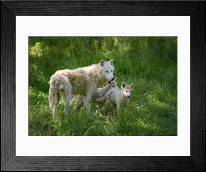 Framed Print : arctic wolf with cubs in a park in France Framed Print : arctic wolf with cubs in a park in France