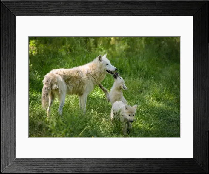 Framed Print : arctic wolf with cubs in a park in France Framed Print : arctic wolf with cubs in a park in France
