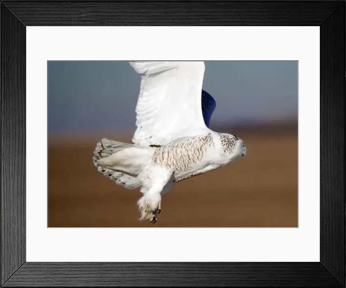 Framed Print : Snowy owl flies low to the ground with its wings spread out, showcasing its distinctive white and brown plumage Framed Print : Snowy owl flies low to the ground with its wings spread out, showcasing its distinctive white and brown plumage