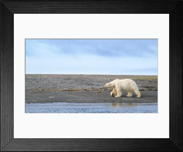 Framed Print : Polar bear (Ursus maritimus) on land in summer, Svalbard, Norway Framed Print : Polar bear (Ursus maritimus) on land in summer, Svalbard, Norway