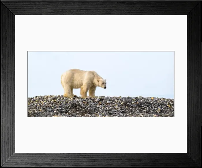 Framed Print : Polar bear (Ursus maritimus) on land in summer, Svalbard, Norway Framed Print : Polar bear (Ursus maritimus) on land in summer, Svalbard, Norway