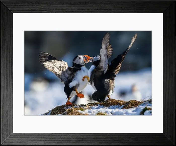 Framed Print : Atlantic puffin (Fratercula arctica) fighting in snow at Hornøya island, Norway