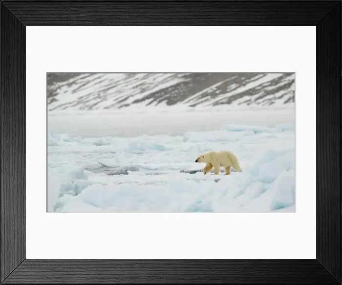 Framed Print : Polar bear (Ursus maritimus) on ice and snow, Svalbard, Norway Framed Print : Polar bear (Ursus maritimus) on ice and snow, Svalbard, Norway