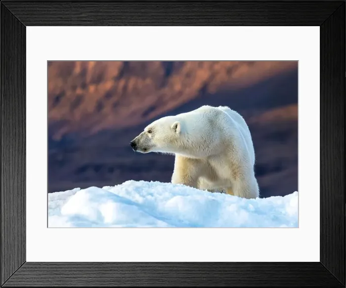 Framed Print : Polar bear, ursus maritimus, and the red rock mountains of Vikinge Bay Framed Print : Polar bear, ursus maritimus, and the red rock mountains of Vikinge Bay