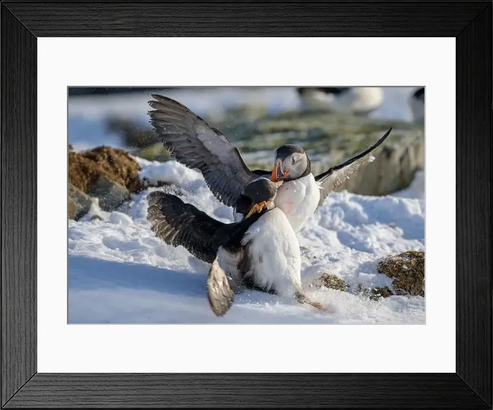 Framed Print : Atlantic puffin (Fratercula arctica) fighting in snow at Hornøya island, Norway Framed Print : Atlantic puffin (Fratercula arctica) fighting in snow at Hornøya island, Norway