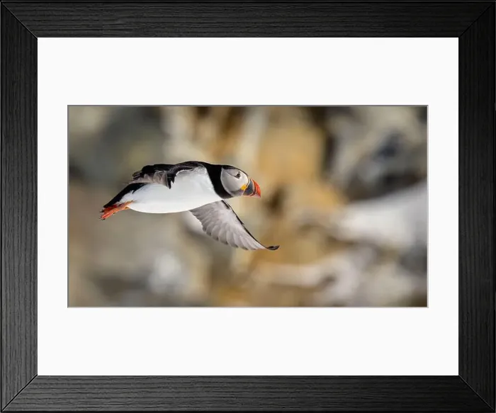 Framed Print : Atlantic puffin (Fratercula arctica) at Hornøya island, Norway Framed Print : Atlantic puffin (Fratercula arctica) at Hornøya island, Norway