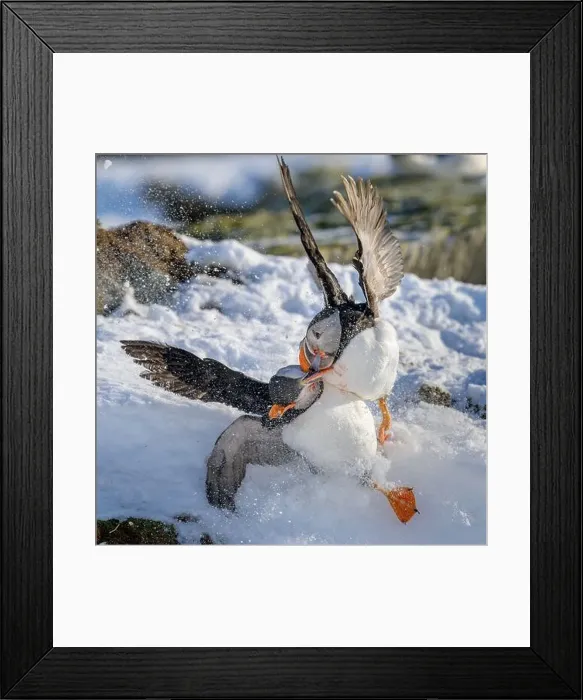 Framed Print : Atlantic puffin (Fratercula arctica) fighting in snow at Hornøya island, Norway Framed Print : Atlantic puffin (Fratercula arctica) fighting in snow at Hornøya island, Norway