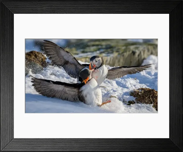 Framed Print : Atlantic puffin (Fratercula arctica) fighting in snow at Hornøya island, Norway Framed Print : Atlantic puffin (Fratercula arctica) fighting in snow at Hornøya island, Norway