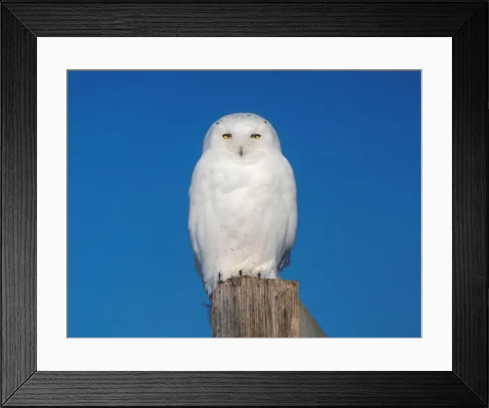 Framed Print : Majestic snowy owl perched on a wooden post against a vibrant blue sky Framed Print : Majestic snowy owl perched on a wooden post against a vibrant blue sky