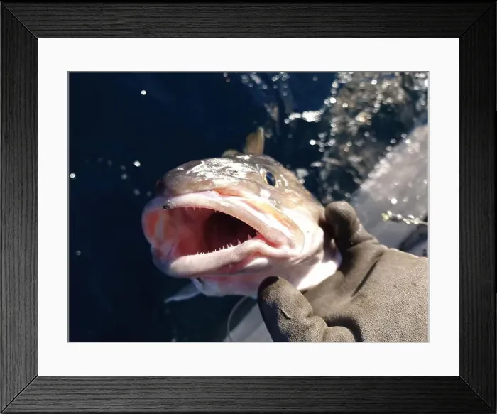 Framed Print : A fisherman holding a large size Atlantic skrei cod over the rail of a boat on a sunny March day in Finnmark, Norway Framed Print : A fisherman holding a large size Atlantic skrei cod over the rail of a boat on a sunny March day in Finnmark, Norway