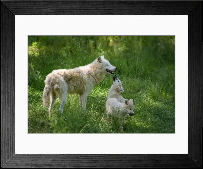 Framed Print : arctic wolf with cubs in a park in France Framed Print : arctic wolf with cubs in a park in France