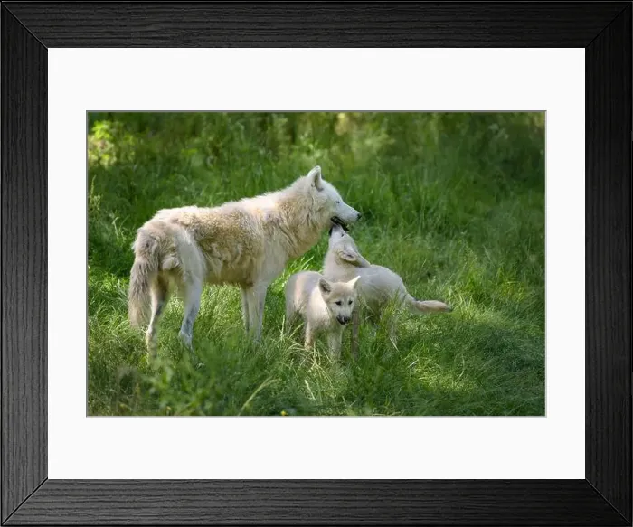 Framed Print : arctic wolf with cubs in a park in France Framed Print : arctic wolf with cubs in a park in France
