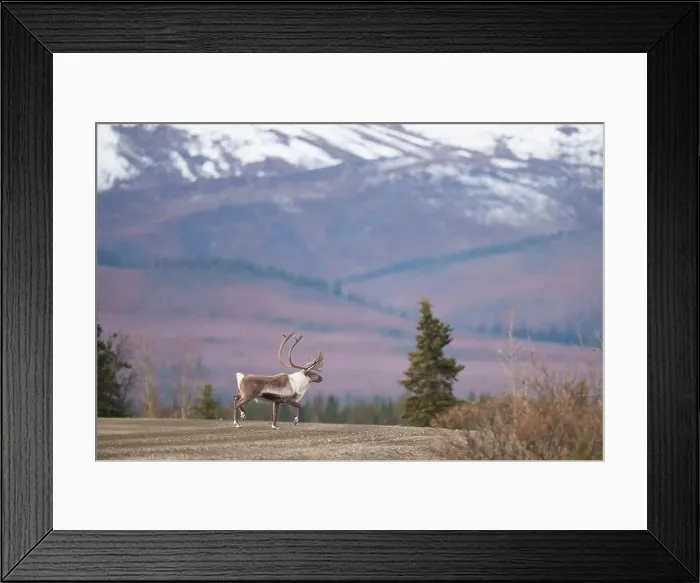 Framed Print : Wild Caribou Roaming in Front of Snow-Capped Mountain Landscape Framed Print : Wild Caribou Roaming in Front of Snow-Capped Mountain Landscape