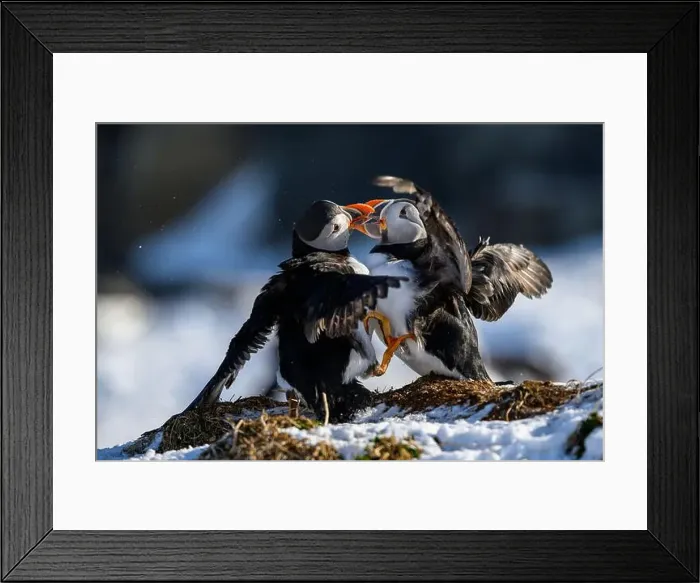 Framed Print : Atlantic puffin (Fratercula arctica) fighting in snow at Hornøya island, Norway Framed Print : Atlantic puffin (Fratercula arctica) fighting in snow at Hornøya island, Norway