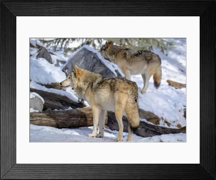Framed Print : Two wolves stand in a snowy forest, showcasing their wild beauty and natural behavior Framed Print : Two wolves stand in a snowy forest, showcasing their wild beauty and natural behavior