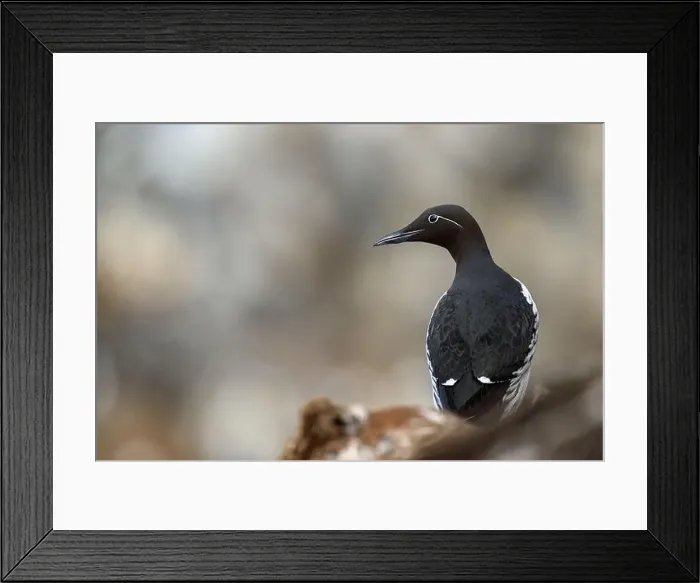 Framed Print : Common murre, common guillemot (Uria aalge) at Hornøya island, Norway Framed Print : Common murre, common guillemot (Uria aalge) at Hornøya island, Norway
