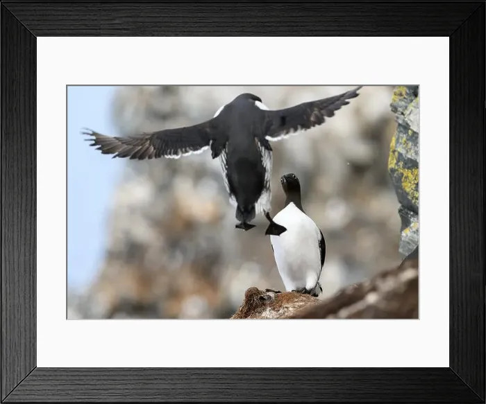 Framed Print : Common murre, common guillemot (Uria aalge) at Hornøya island, Norway