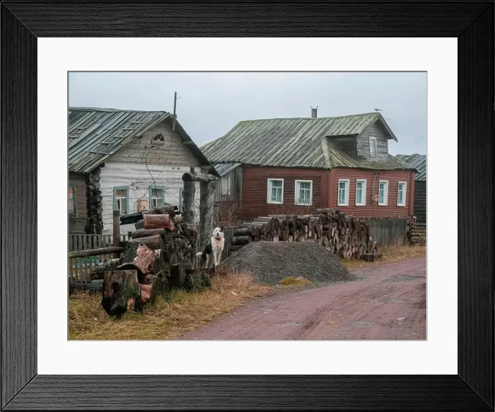 Framed Print : Authentic village on the shore of the Kandalaksha Bay of the White sea. The yard dog is on guard. Kola peninsula. Russia Framed Print : Authentic village on the shore of the Kandalaksha Bay of the White sea. The yard dog is on guard. Kola peninsula. Russia