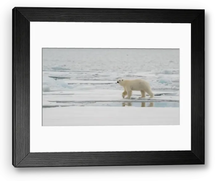Framed Print : Male polar bear (Ursus maritimus) on ice Framed Print : Male polar bear (Ursus maritimus) on ice
