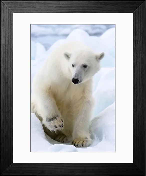 Framed Print : Male polar bear (Ursus maritimus) on ice Framed Print : Male polar bear (Ursus maritimus) on ice