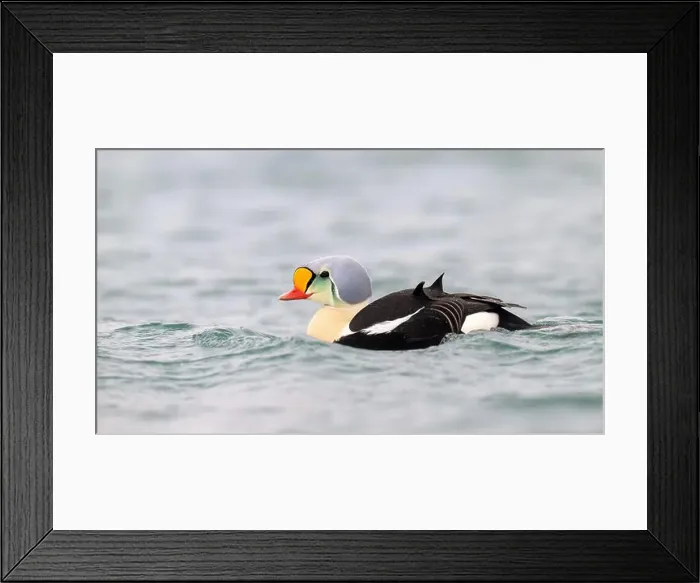 Framed Print : Male king eider (Somateria spectabilis) in water Framed Print : Male king eider (Somateria spectabilis) in water
