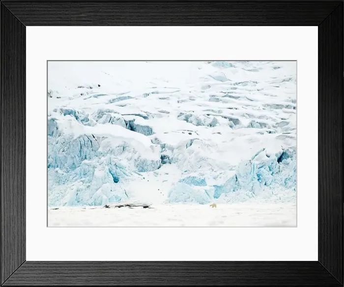 Framed Print : Polar bear walking in front of glacier, Svalbard Framed Print : Polar bear walking in front of glacier, Svalbard