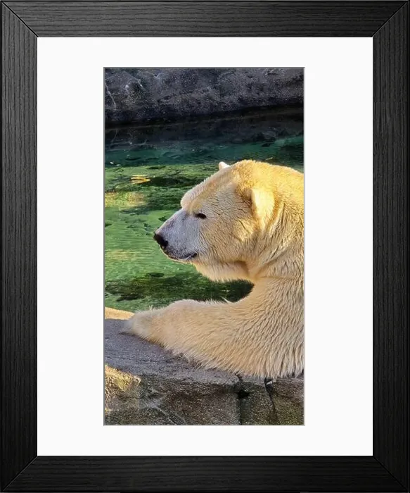 Framed Print : A serene polar bear is lounging contentedly beside the stunningly crystalclear waters of its natural habitat Framed Print : A serene polar bear is lounging contentedly beside the stunningly crystalclear waters of its natural habitat