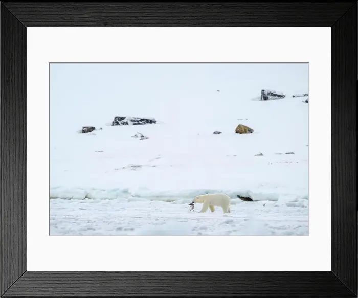Framed Print : Female polar bear (Ursus maritimus) on snow with dead bird Framed Print : Female polar bear (Ursus maritimus) on snow with dead bird