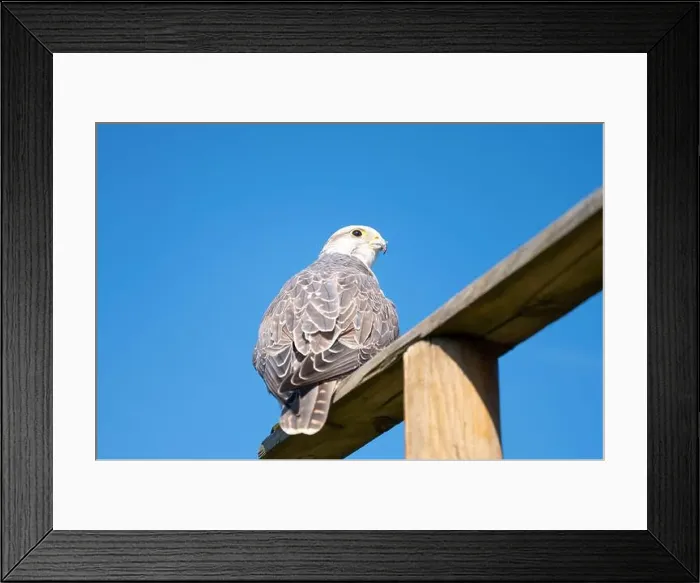Framed Print : Gyrfalcon, wildlife, raptor bird of prey on a tree trunk, habitat, blue sky, Falco rusticolus Framed Print : Gyrfalcon, wildlife, raptor bird of prey on a tree trunk, habitat, blue sky, Falco rusticolus