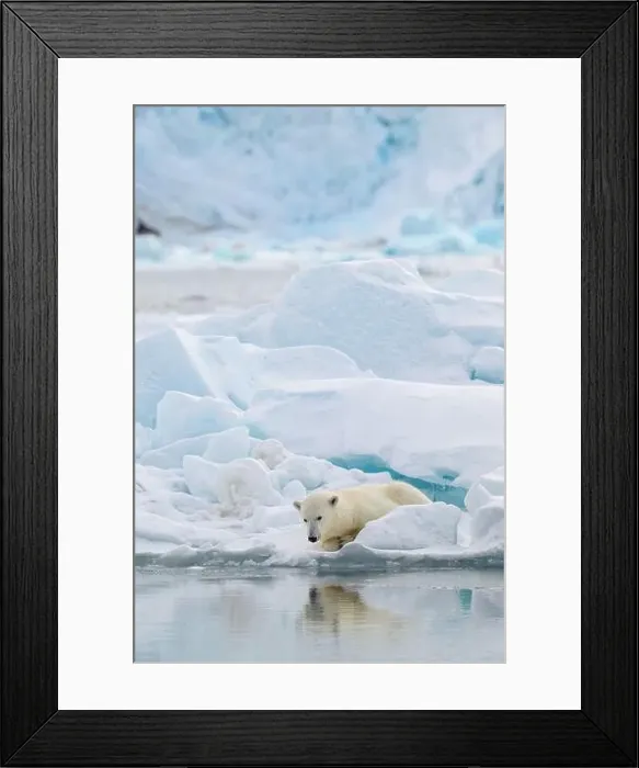 Framed Print : Male polar bear (Ursus maritimus) on ice Framed Print : Male polar bear (Ursus maritimus) on ice