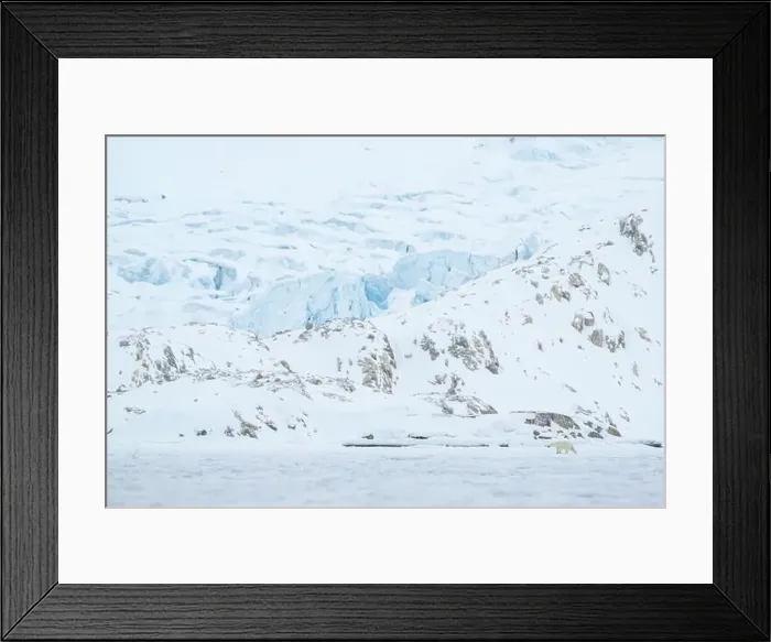 Framed Print : Polar bear walking in front of glacier, Svalbard