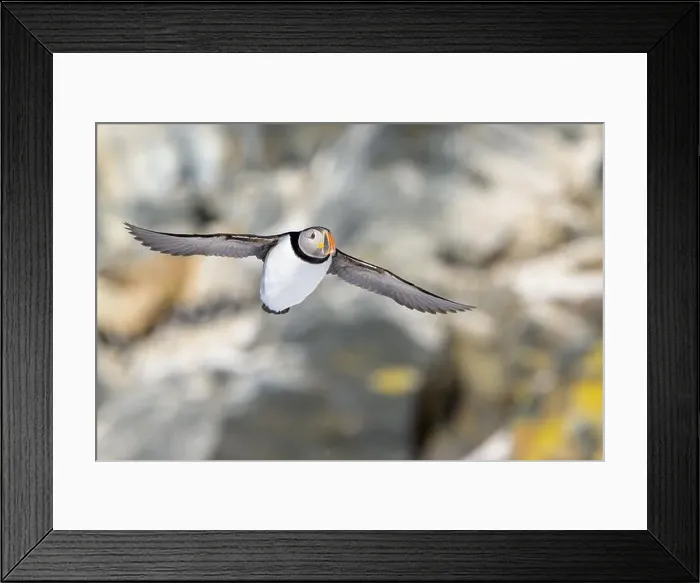Framed Print : Atlantic puffin (Fratercula arctica) at Hornøya island, Norway Framed Print : Atlantic puffin (Fratercula arctica) at Hornøya island, Norway