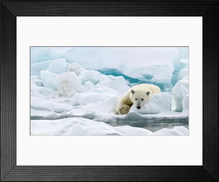 Framed Print : Male polar bear (Ursus maritimus) on ice Framed Print : Male polar bear (Ursus maritimus) on ice