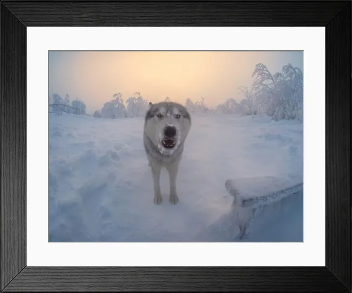 Framed Print : Portrait of a dog in the harsh north. Severe frost, foggy cold morning Framed Print : Portrait of a dog in the harsh north. Severe frost, foggy cold morning